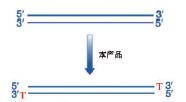 加T试剂盒