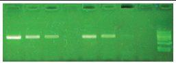 即用型PCR试剂盒3.0