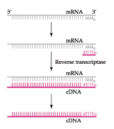 cDNA第一链合成试剂盒