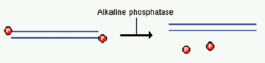 虾碱性磷酸酶