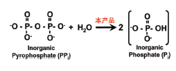 无机焦磷酸酶，热稳定