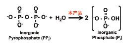 无机焦磷酸酶 （酵母）