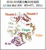 KOD DNA聚合酶