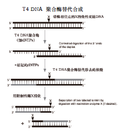 T4 DNA 聚合酶