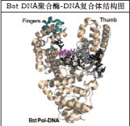 Bst DNA聚合酶，大片段