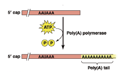 Poly（A）聚合酶