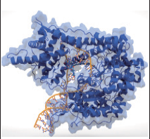 T7 RNA聚合酶