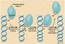 DNA 拓扑异构酶 I