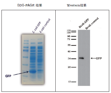 即用型GFP标签蛋白裂解液