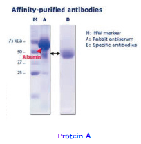 Protein A琼脂糖