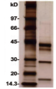 质谱兼容型蛋白银染试剂盒