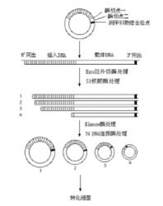 DNA嵌套缺失试剂盒