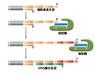 端粒酶重复片段扩增试剂盒