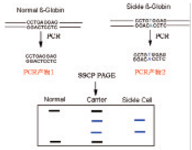 一站式PCR-SSCP套装