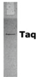 Taq DNA聚合酶