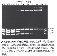 p19 siRNA 结合蛋白