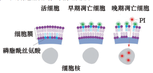 双染细胞凋亡检测试剂盒(Annexin V-FITC·PI)