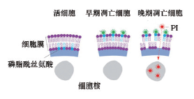 双染细胞凋亡检测试剂盒（Annexin V-荧光素488·PI）