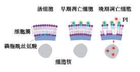 双染细胞凋亡检测试剂盒（Annexin V-荧光素555·7-AAD）