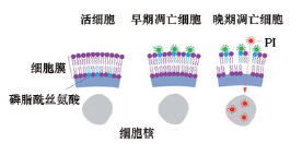 https://msimg.bioon.com/bionline/goods-no-pic.png