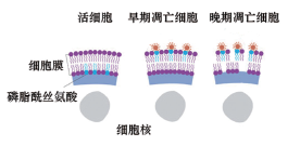 细胞凋亡检测试剂盒（Annexin V-荧光素594）