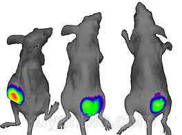 动物荧光标记生物成像仪