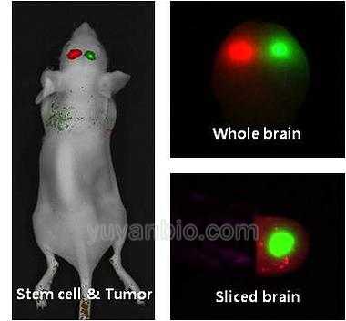小鼠荧光标记生物成像仪