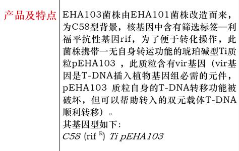 农杆菌EHA103菌种