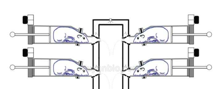 大鼠口鼻暴露染毒系统,大鼠染毒箱，动物呼吸给药系统