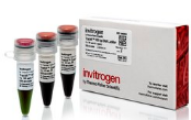 Invitrogen&#8482; TrackIt&#8482; 100 bp DNA Ladder10488058