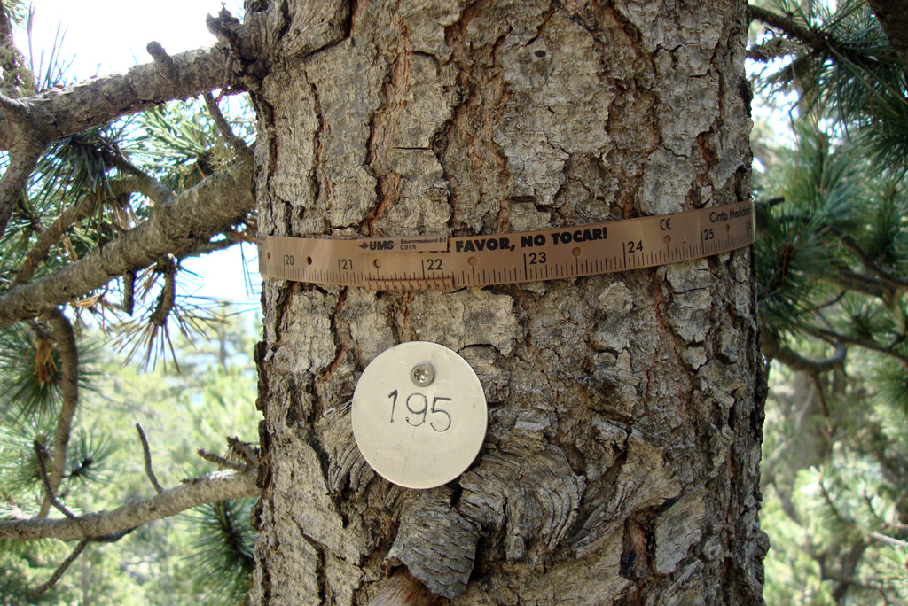 Dendrometer D1树体茎干生长记录仪