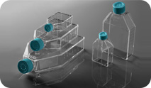 上海晶安多聚赖氨酸包被细胞培养瓶 PLL预处理培养瓶 PDL涂层培养瓶厂家 胶原蛋白包被细胞培养瓶