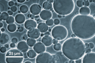 Vesicle Prep Pro -囊泡制备仪