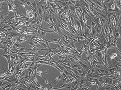 人/大鼠/小鼠间充质干细胞
