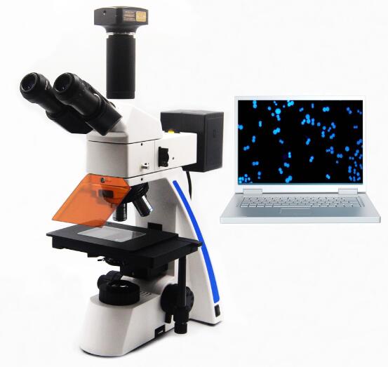 正置数码荧光显微镜