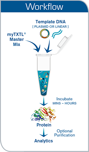 myTXTL无细胞蛋白表达系统