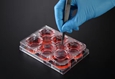 巴罗克灭菌悬挂式细胞培养小室透明 6小室6孔1板 PET 37006
