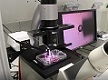 细胞力学压痕测试仪
