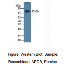 猪载脂蛋白B(APOB)多克隆抗体