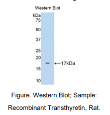 大鼠转甲状腺素蛋白(PALB)多克隆抗体