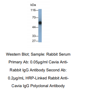 https://msimg.bioon.com/bionline/goods-no-pic.png