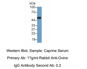 https://msimg.bioon.com/bionline/goods-no-pic.png