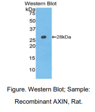 大鼠Axis抑制蛋白(AXIN)多克隆抗体