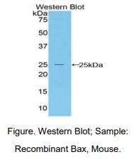 小鼠Bcl2关联X蛋白(Bax)多克隆抗体