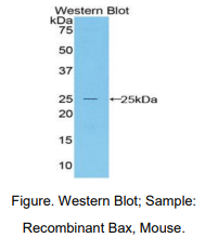 https://msimg.bioon.com/bionline/goods-no-pic.png