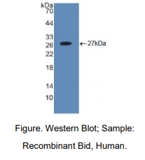 https://msimg.bioon.com/bionline/goods-no-pic.png