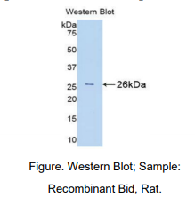 https://msimg.bioon.com/bionline/goods-no-pic.png