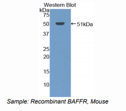 小鼠B-细胞激活因子受体(BAFFR)多克隆抗体