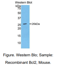 小鼠B-细胞淋巴瘤因子2(Bcl2)多克隆抗体