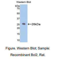 https://msimg.bioon.com/bionline/goods-no-pic.png